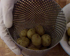 This image shows the spitmate basket with potatoes inside